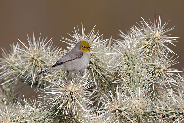 Verdin © Russ Chantler